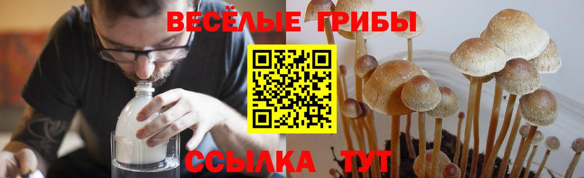 Галлюциногенные грибы Cubensis Сорочинск